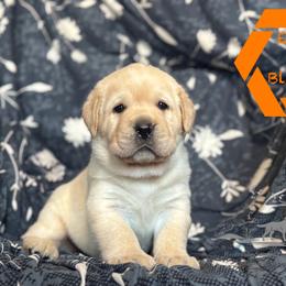 Orange collar male - Yellow male Labrador Retriever puppy in Beaverdam, Virginia from Riverside Sunset Labrador Retrievers