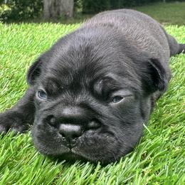 French Bulldog Puppies from jack & Ruby's Frenchies