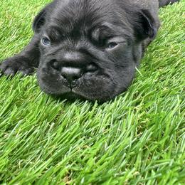 French Bulldog Puppies from jack & Ruby's Frenchies