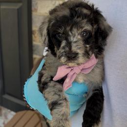 Grape - Merle female Goldendoodle puppy in Richmond, Texas from Harper’s Heartbeats