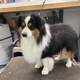 Winston - Miniature American Shepherd