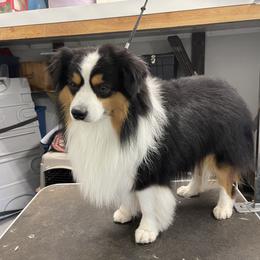 Winston - Miniature American Shepherd