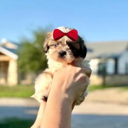 Girl 1 - Liver and white female Shih Tzu puppy in Seguin, Texas from Dolled Up Shih Tzus