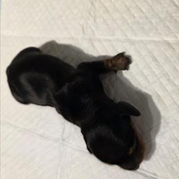 Hershey - Black and tan male Dachshund puppy in Dayton, Ohio from Jen's Mini Dachshunds