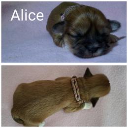Alice - Red gold female Lhasa Apso puppy in Cincinnati, Ohio from Shangri-La Lhasa Apsos