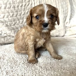 Rudolph (Red Collar) - Cavalier King Charles Spaniel puppy from Cumberland Cavaliers