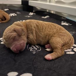 Austin (Auggie) - Red  male Goldendoodle puppy in Rocky Point, North Carolina from CelticDoods
