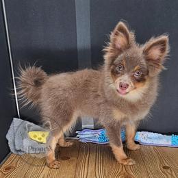 Pepper's Thriller - Lavender male Pomeranian puppy in Plant City, Florida from Pepper's Pomeranians