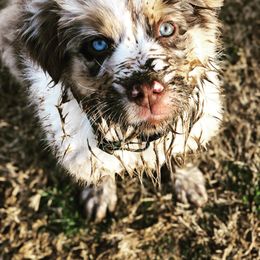 Australian Shepherd, Miniature American Shepherd, and Toy Australian Shepherd Puppies from Blue’s Family Aussies