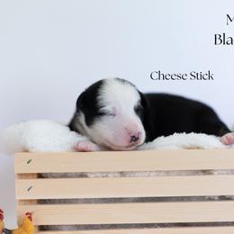 Cheese Stick - Black tri male Miniature Australian Shepherd puppy in Wooster, Ohio from Kari's Mini Aussies