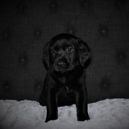 "Faye x Cain Whelped 12/1/20" Labrador Retriever Puppies from Triple L Labs & Co.