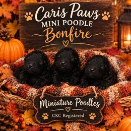 Dusk - Black male Poodle puppy in Plainfield, New Jersey from Caris Paws Poodles and Labradoodles
