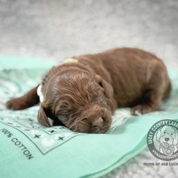 Miss Mint - Chocolate female Australian Labradoodle puppy in Wake Forest, North Carolina from Lucky Country Labradoodles