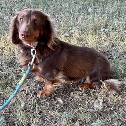 Wrangler - Dachshund