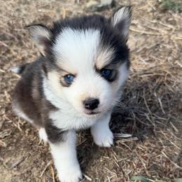 Penny - Tri-color female Pomsky puppy in Mc Minnville, Oregon from West Coast Pomskies