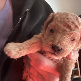 Apricot Girl - Apricot female Poodle puppy in Bessemer City, North Carolina from JJs Puppies of the Carolinas