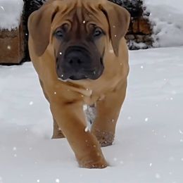 Blue - Brown Boerboel puppy in Naples, New York from Freedom Boerboels LLC