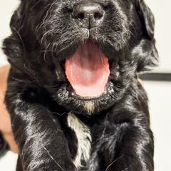 Cinderella - female Golden Mountain Doodle puppy in Benton, Arkansas from B&K Doodles, LLC