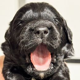 Cinderella - female Golden Mountain Doodle puppy in Benton, Arkansas from B&K Doodles, LLC