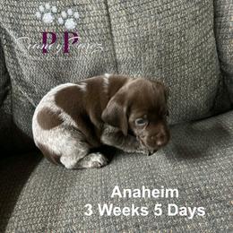 Anaheim - Liver and white female German Shorthaired Pointer puppy in Columbus, Nebraska from Prancy Pawz