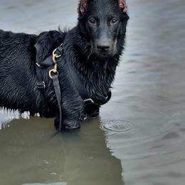 Beauceron Puppies from Royale Beaucerons