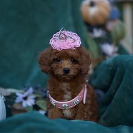Stardust - Red female Cavapoo puppy in Bellingham, Washington from My Sweet Poodles and Doodles