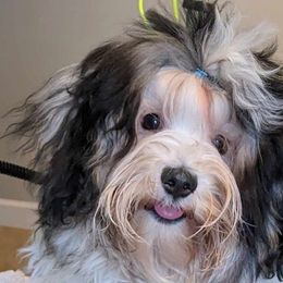 Boy 2 - Black and white Havanese puppy in Atlanta, Georgia from Endearing Havanese