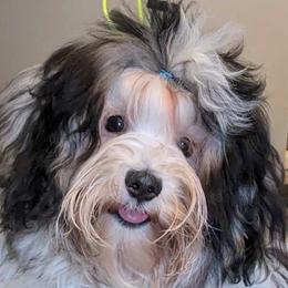 Boy 2 - Black and white Havanese puppy in Atlanta, Georgia from Endearing Havanese
