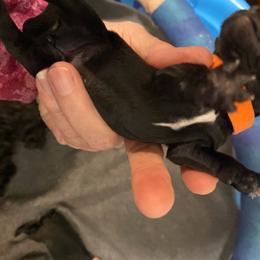 Franklin ESA lines - Black male Schnoodle puppy in Temple, Texas from Schnauzers Of Taylor