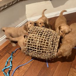 Golden Retriever Puppies from Bennett Goldens