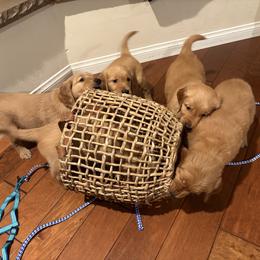 Golden Retriever Puppies from Bennett Goldens