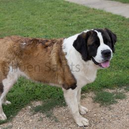 Ella - Saint Bernard