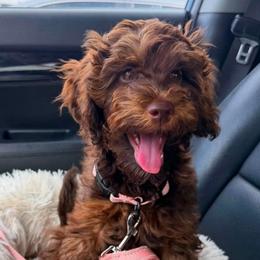 Sandy - Phantom female Goldendoodle puppy in Decatur, Texas from Scherrer Sweet Goldendoodles