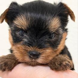 Molly - Blue and gold female Yorkshire Terrier puppy in Laredo, Texas from TX Yorkies