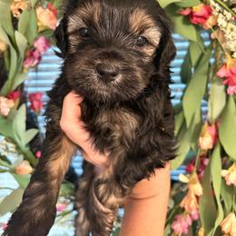 Boy 1 - Black and white male Shichon puppy in Seymour, Tennessee from Mel’s Teddy Bear Puppies