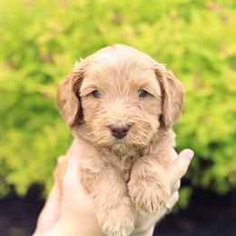 Yellow - Caramel male Australian Labradoodle puppy in Williamstown, New York from Lewis Manor Labradoodles