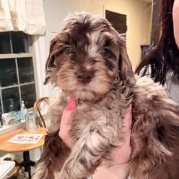 Motley - Merle male Cockapoo puppy in Denver, Pennsylvania from Greenview Puppies