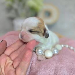 Oakley Mae - Brindle and white female Shih Tzu puppy in Hartville, Missouri from Petty Paws