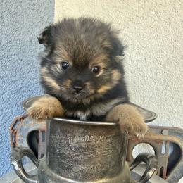 Pip - Black and tan parti male Pomeranian puppy in Costa Mesa, California from Wheresmil0