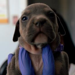 American Bully Puppies from EastSideMarky
