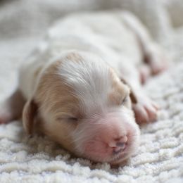 Goldendoodle Puppies from Edge Farm Goldendoodles