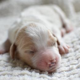 Goldendoodle Puppies from Edge Farm Goldendoodles