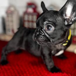 Girl 4 - Black and white French Bulldog puppy in Arizona from Frenchiepuphub