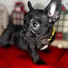 Girl 4 - Black and white French Bulldog puppy in Arizona from Frenchiepuphub