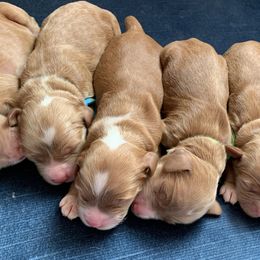 Cockapoo Puppies from ApplebyFarm