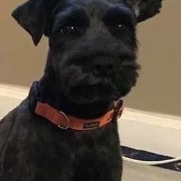 Jersey - Miniature Schnauzer