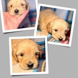 Chai - Apricot female Goldendoodle puppy in Bluefield, Virginia from Love on a Leash