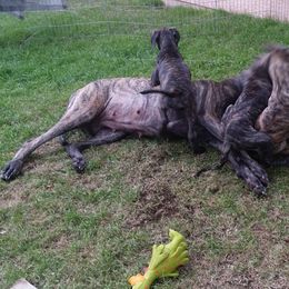 Great Dane Puppies from DaneDreams