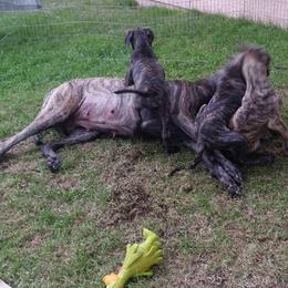 Great Dane Puppies from DaneDreams