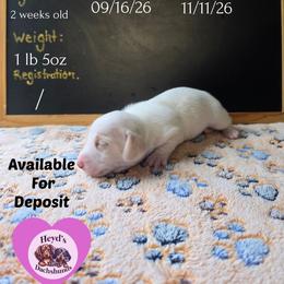 Magi Lune - Piebald female Dachshund puppy in Hoquiam, Washington from Heyd's Mini Dachshunds